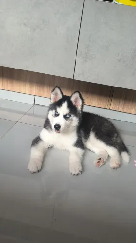 Husky siberiano macho 4 meses