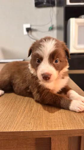 Fêmea de Border collie