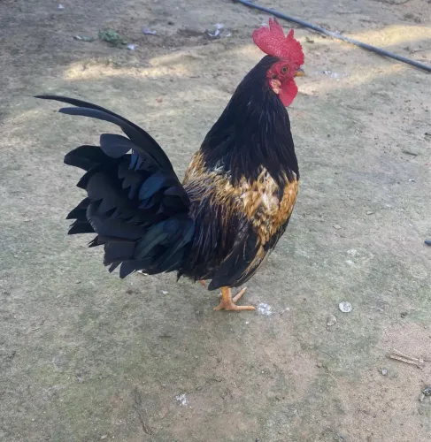 Garnize galinha e galo 
