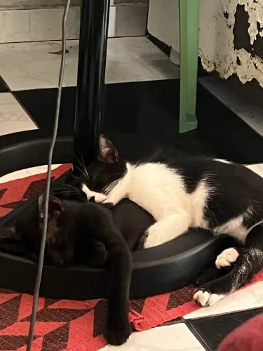 Doação de um gatinho