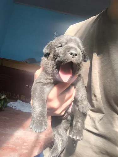 filhotes de pastor alemão com cane corso, pai Zeus Cane corso e mãe Hera pastora alemã