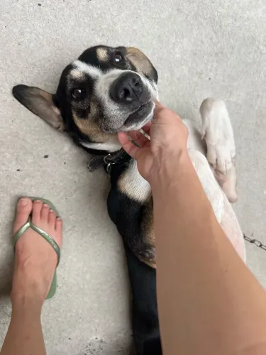 Doa-se cachorro SRD