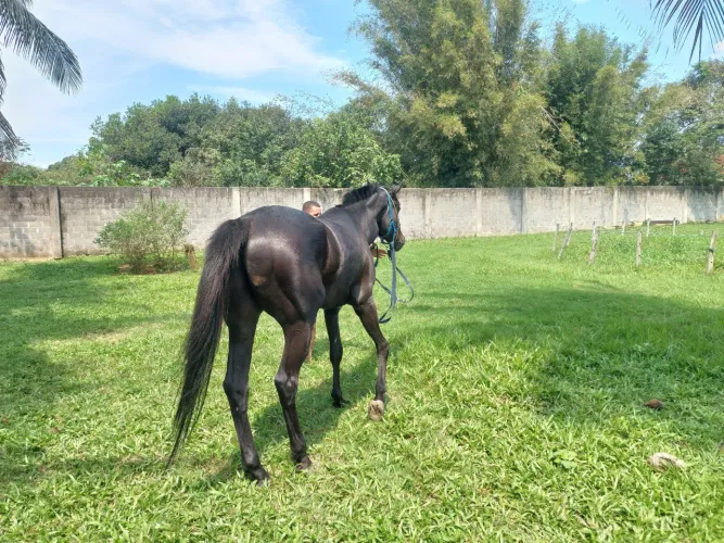 Cavalo puro sangue psi 