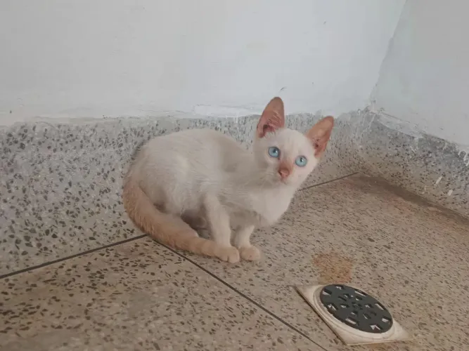 Doação de gatos