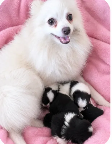 Lindos filhotes Lulu da pomerania 