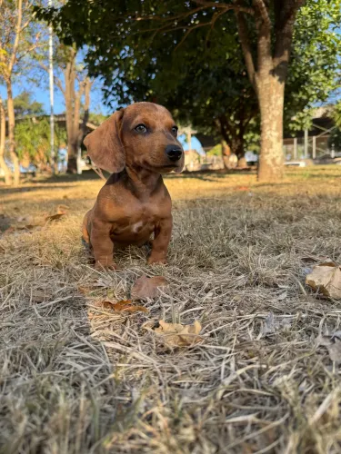 Basset Mini Alerquim