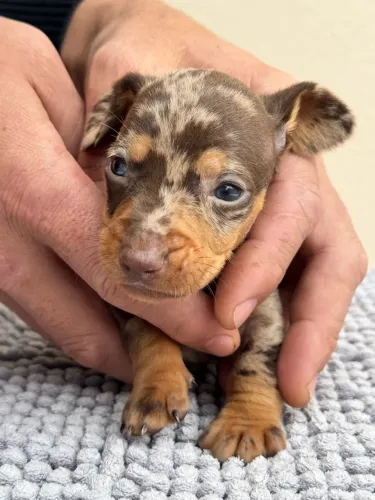 Filhotes de dachshund