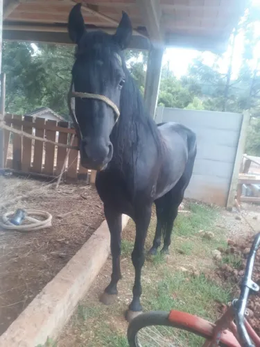 Cavalo marchador