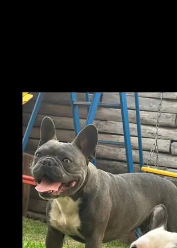 Buldogue francês