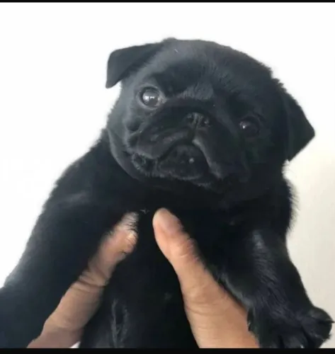 Filhote de Pug o filhote divertido que traz alegria para sua casa