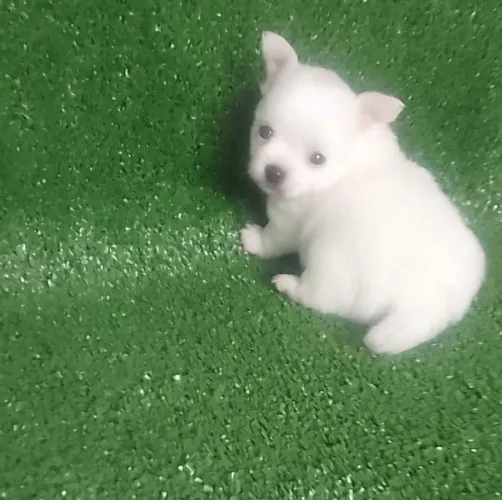 Chihuahua macho e fêmea micro