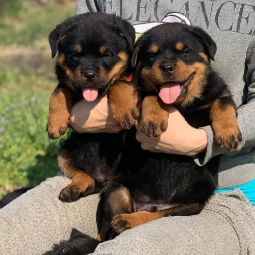Filhote Rottweiler Fêmea Linda e Saudável reserve o seu