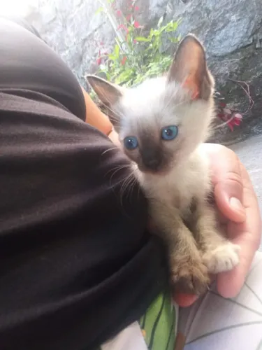 Doar gato
