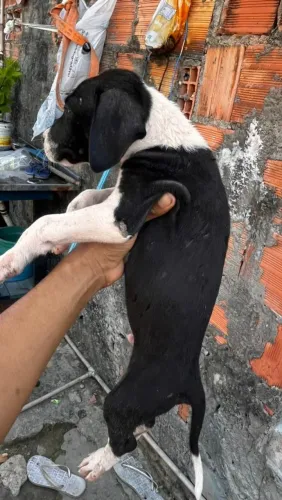 Filhotes de cachorro americano