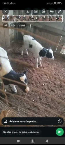 Bezerros holandês