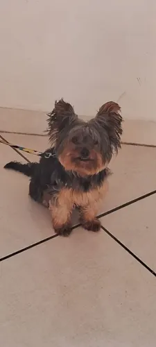 Doação. Estou doando um cachorro raça yorkterrie macho 1 aninho.