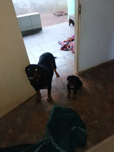 Cachorro  fêmea 