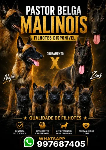 Pastor belga malinois 