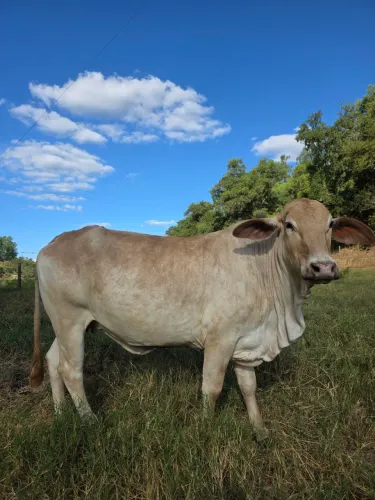 Vendo 2 vacas