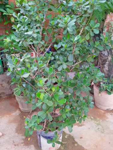 Muito linda 1,50 de altura 