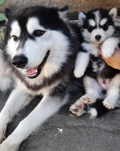 Tal pai Tal Filho.....R$800 husky siberiano