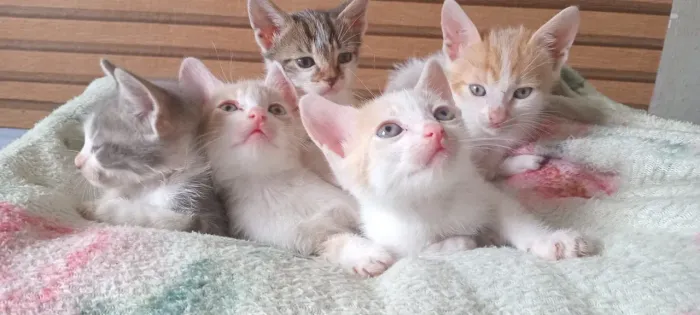 ? Filhotes de gatinho para adoção responsável ?
