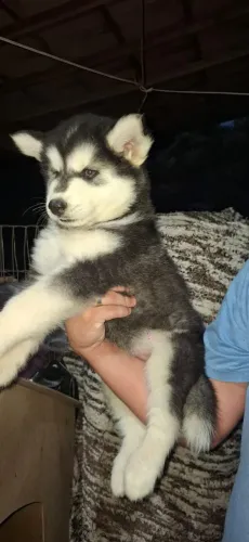 Filhotes de Husky Siberiano