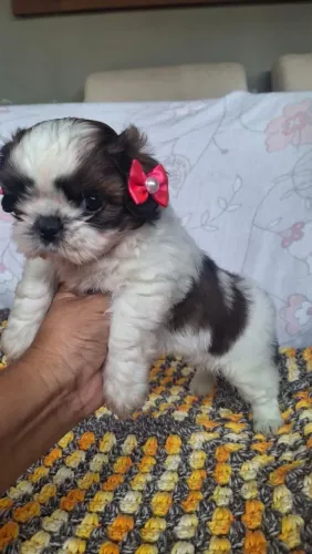 Shih Tzu fêmea tricolor purinha