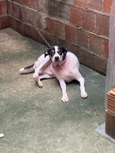 Cachorro de porte grande