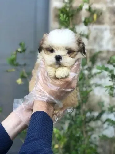Shih tzu - Um Filhote Incrível Esperando por Você