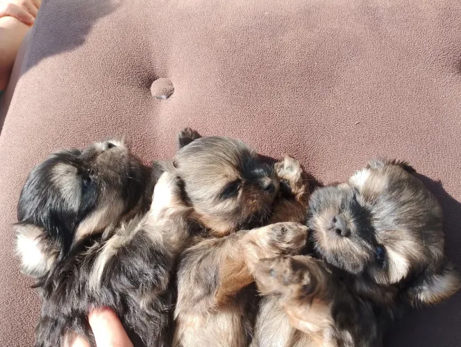 Lhasa Apso 