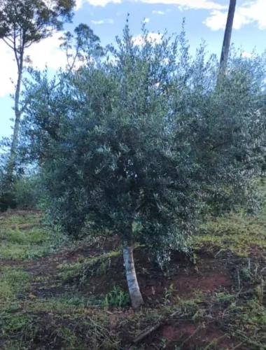 Vendo Árvores de Oliveiras para paisagismo.