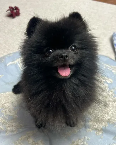 Lulu da pomerania spitz alemão cachorrinho macho