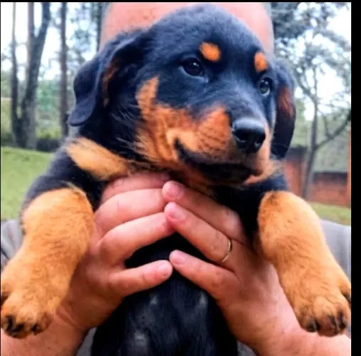 Rottweiler Filhotes 100% puros s/ rabo Canil