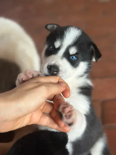 Husky Siberiano - Macho