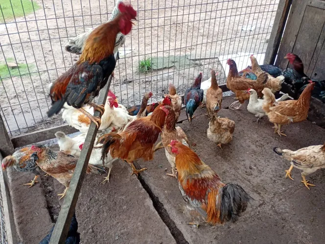 Galinhas