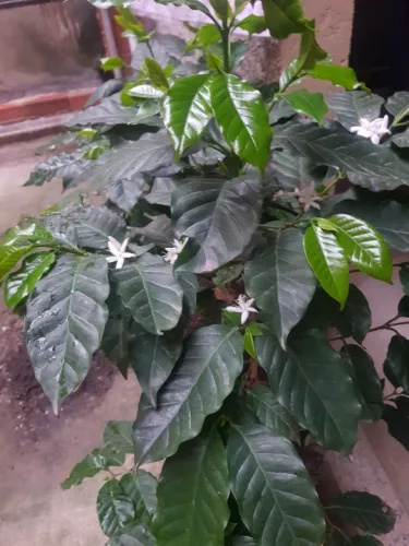 Pé de café dando flores.