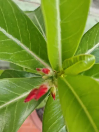 Rosas do deserto