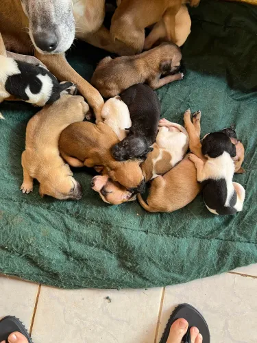 Doação de filhotes de cachorro vira-lata 