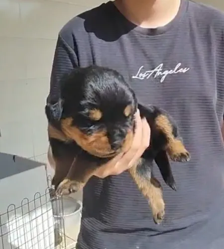 Filhotes de rottweiler 