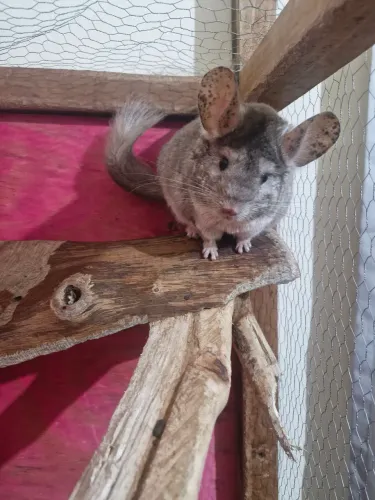 Casal de chinchilas