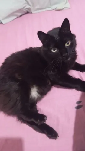 DOAÇÃO GATINHA PEQUENA. CASTRADA, VACINADA. DÓCIL. 5 ANOS.