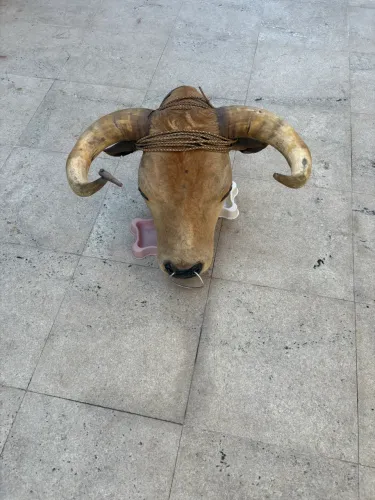 Cabeça boi embalsamada