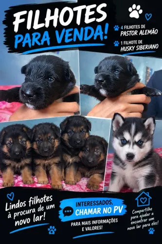 ? Filhotes de Pastor Alemão e Husky Siberiano para Venda - Lindos Filhotes!