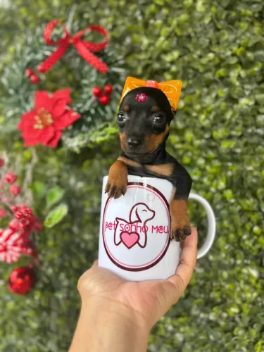 Pinscher fêmeas micro