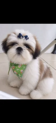 Shi-tzu puro micro .