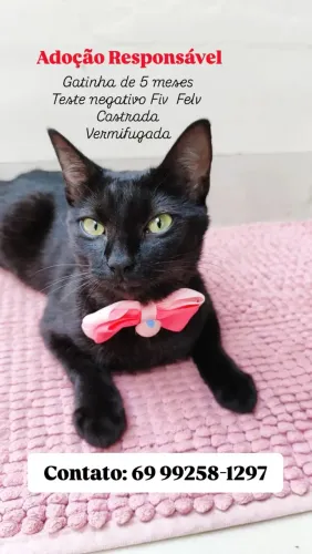 Gatinha para adoção