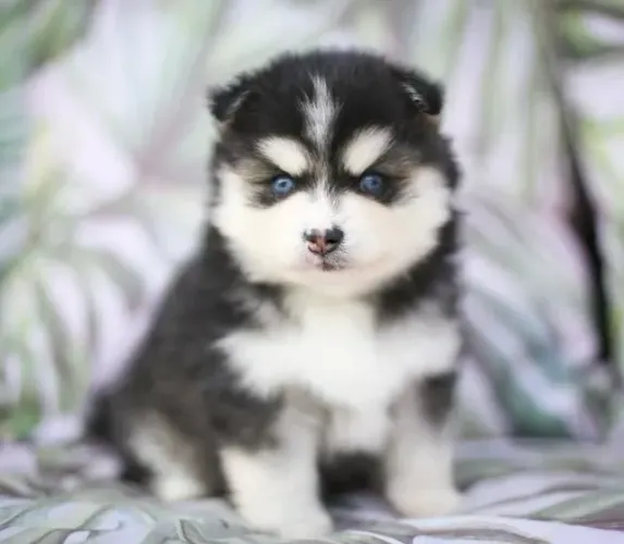 Filhotes de Husky Siberiano | Carinho que aquece o coração