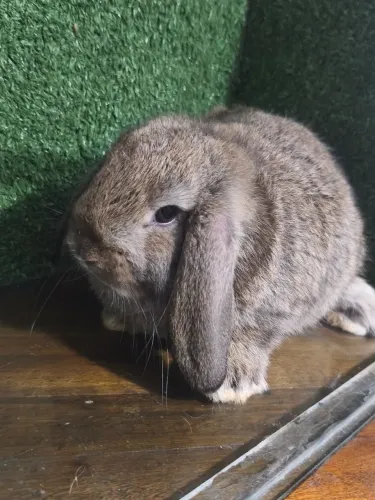 Vendo coelho Machos Mini Loop Uruguaio