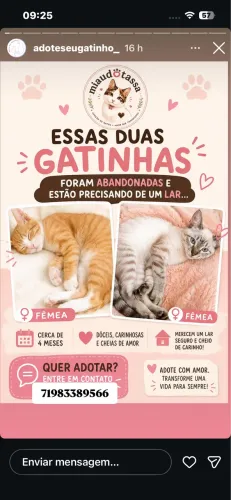 Gatinhas adoção